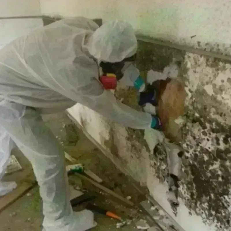 Mold Remediation and Removal in Georgetown, IL